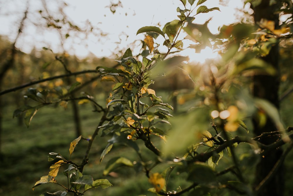 mariage-automne-jardins-pays-d-auge-cambremer-livarot_0001.jpg